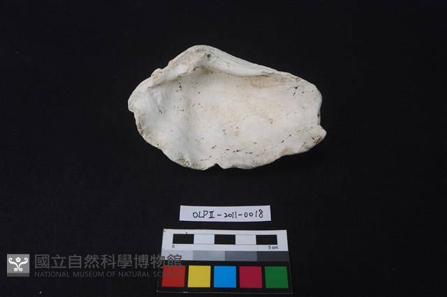 貝殼藏品圖，第2張