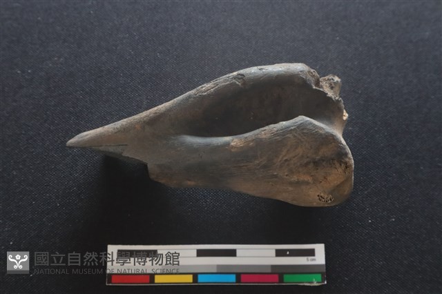 梅花鹿骨藏品圖，第2張