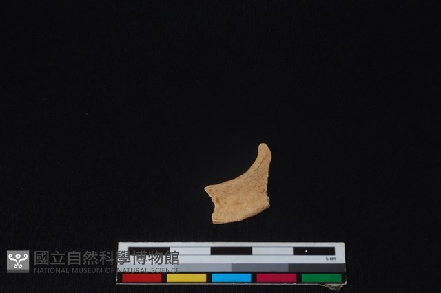 獐骨藏品圖，第2張