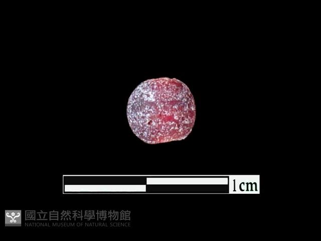 玻璃珠藏品圖，第2張