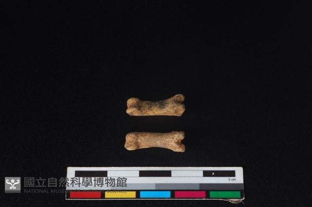 狗骨藏品圖，第2張
