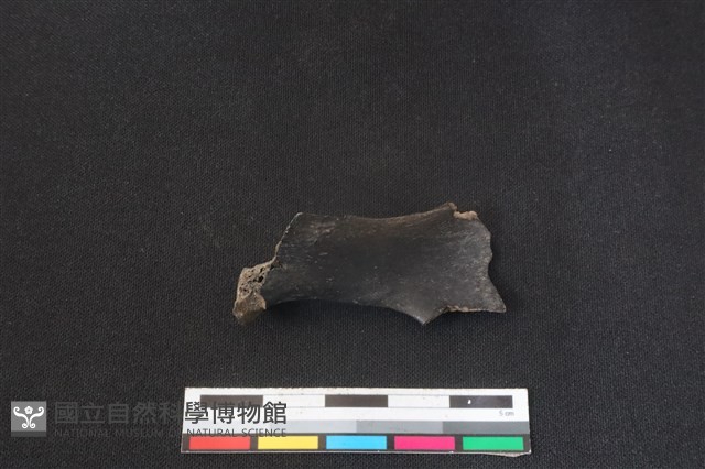 鹿科骨藏品圖，第2張