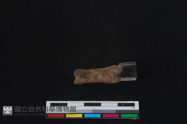 梅花鹿骨藏品圖，第2張