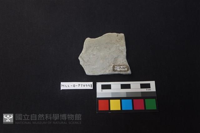 陶片藏品圖，第2張