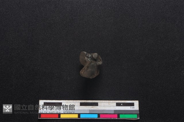 豬骨藏品圖，第2張