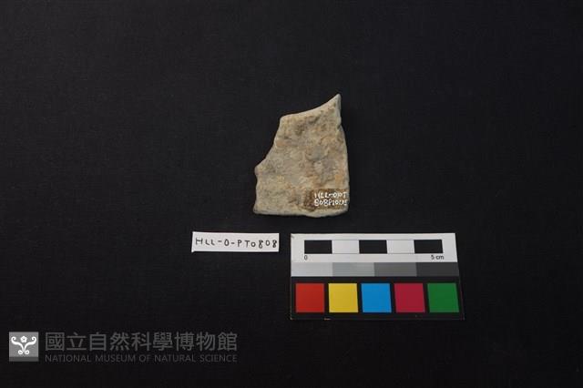 陶片藏品圖，第2張