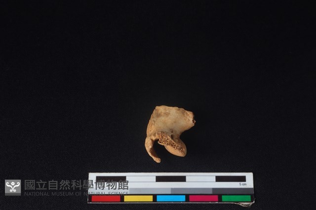 山羌骨藏品圖，第2張