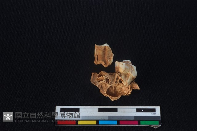 梅花鹿骨藏品圖，第2張