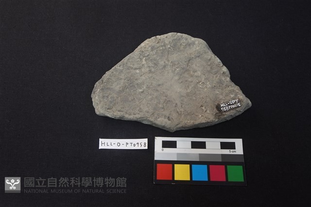 陶片藏品圖，第2張