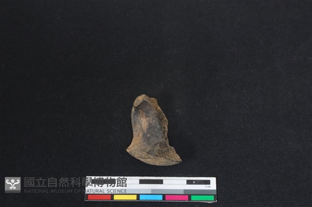 梅花鹿骨藏品圖，第2張