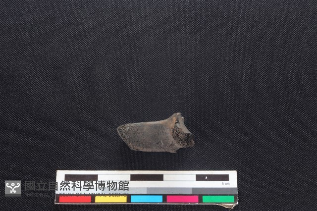 獐骨藏品圖，第2張