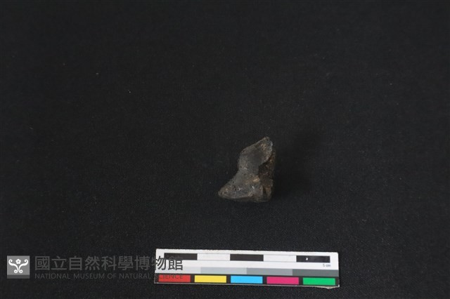 梅花鹿骨藏品圖，第2張