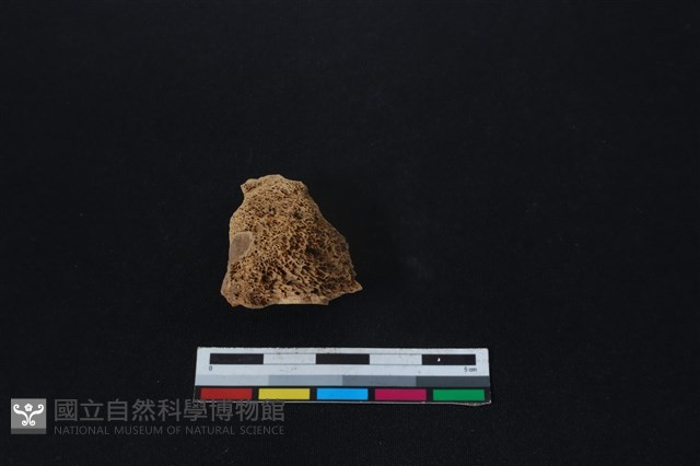 梅花鹿骨藏品圖，第2張
