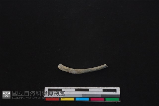 食肉目骨藏品圖，第2張