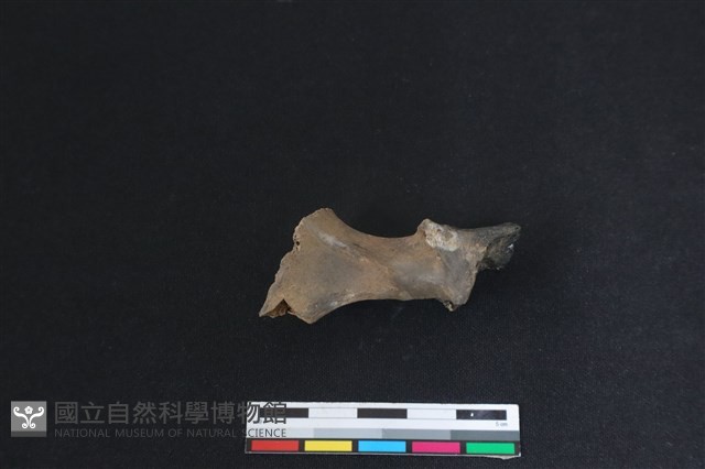 梅花鹿骨藏品圖，第2張