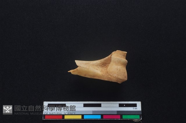 山羌骨藏品圖，第2張