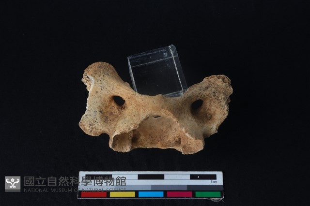 狗骨藏品圖，第2張