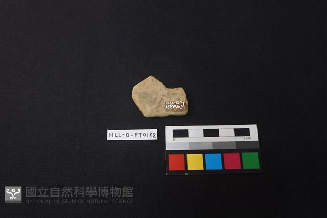 陶片藏品圖，第2張