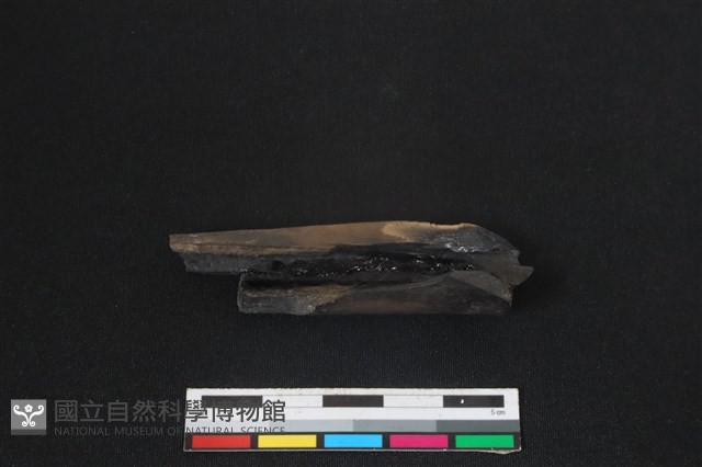 梅花鹿骨藏品圖，第2張