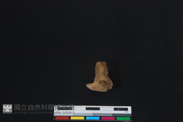 梅花鹿骨藏品圖，第2張