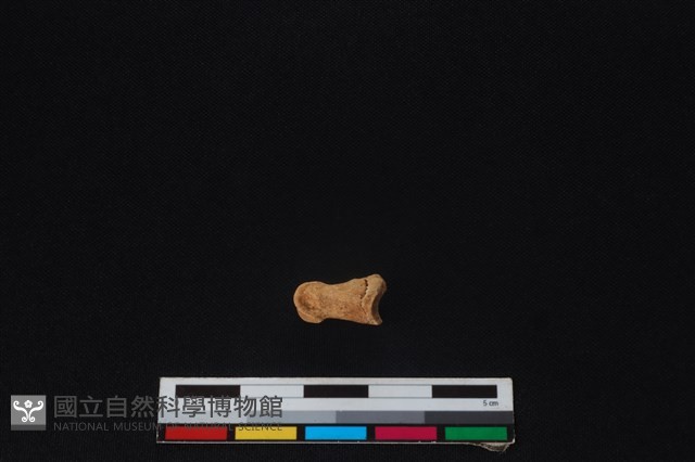 鹿科骨藏品圖，第2張