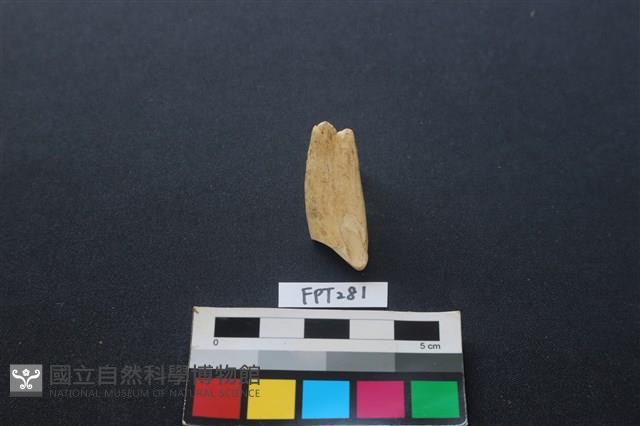 食肉類藏品圖，第2張