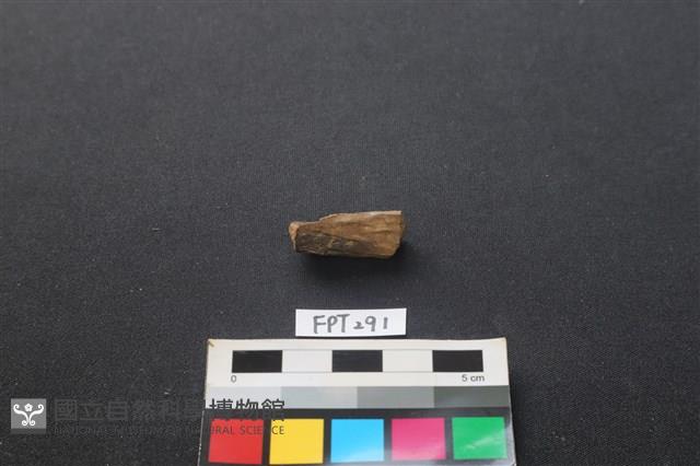 鹿骨藏品圖，第2張