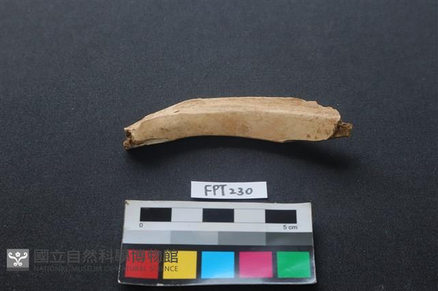 偶蹄類動物骨藏品圖，第2張