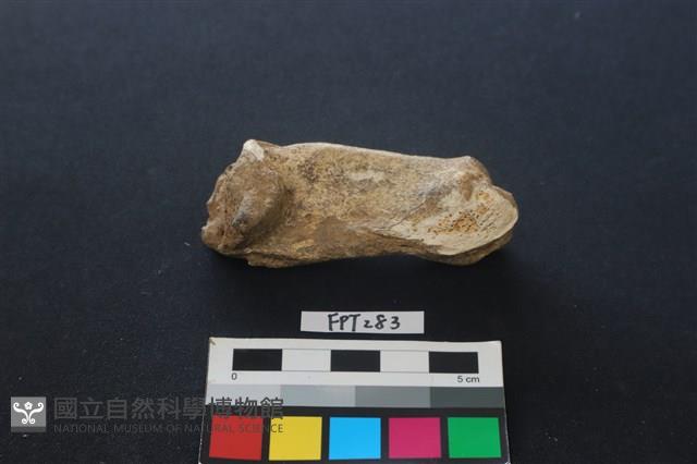 鹿骨藏品圖，第2張