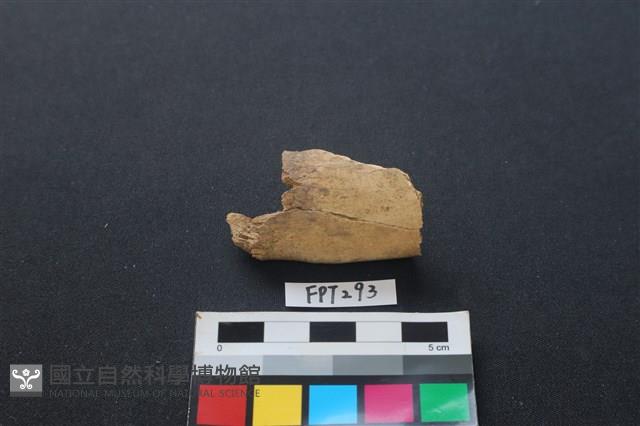 偶蹄類動物骨藏品圖，第2張