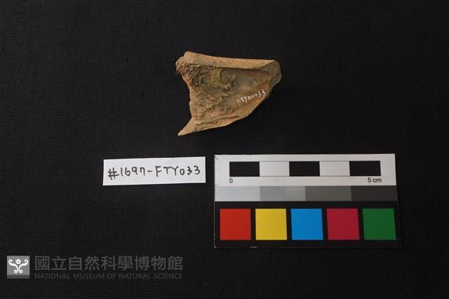 獸骨藏品圖，第2張