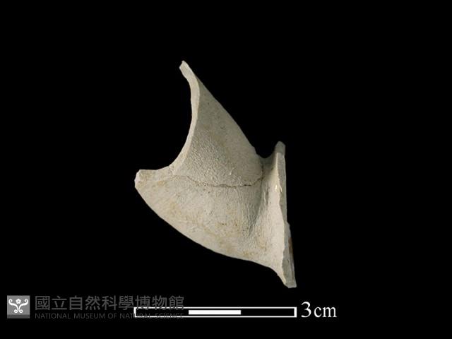 陶壺藏品圖，第2張