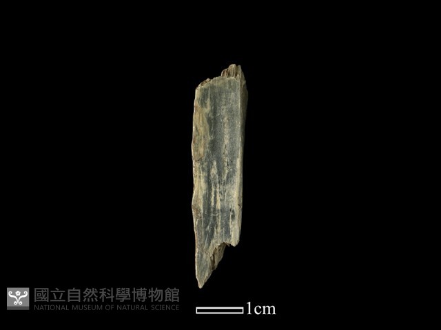 錛鑿形器藏品圖，第1張