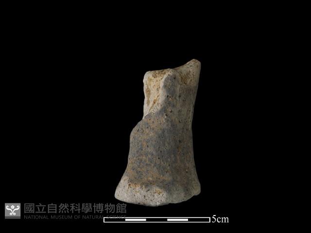 獸足藏品圖，第1張