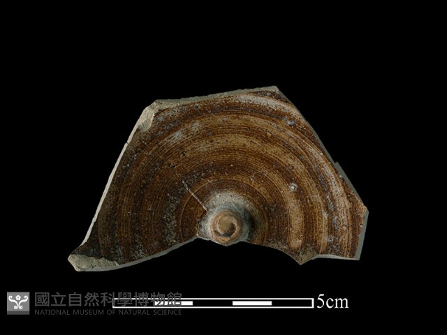 陶蓋藏品圖，第2張
