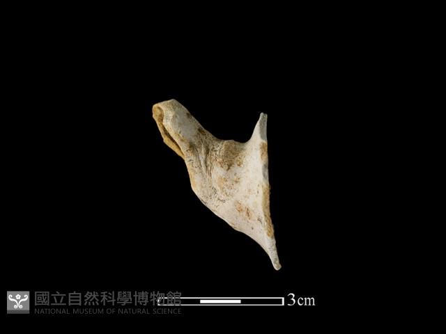 陶壺藏品圖，第1張