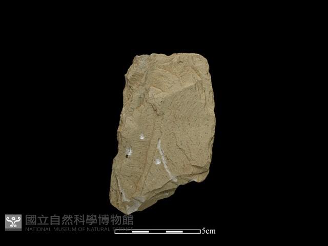 斧鋤形器藏品圖，第2張