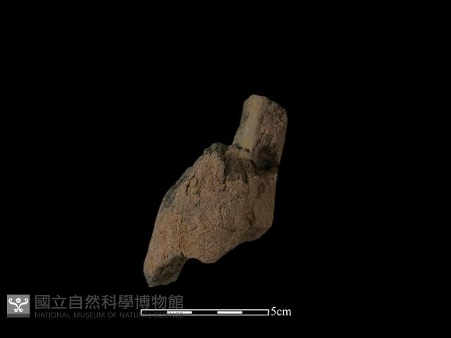 陶支腳藏品圖，第1張