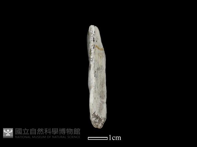 錛鑿形器藏品圖，第1張