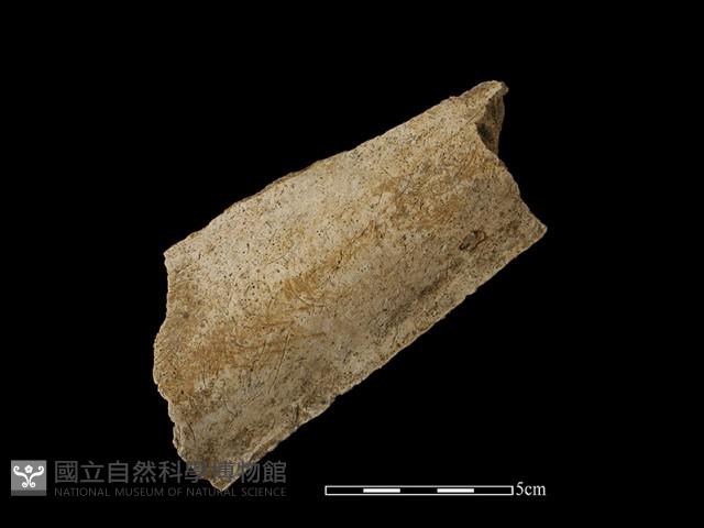 瓦片藏品圖，第2張