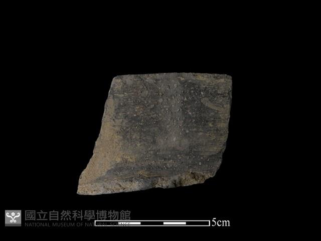 陶片藏品圖，第2張