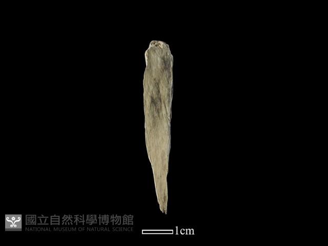 錛鑿形器藏品圖，第1張