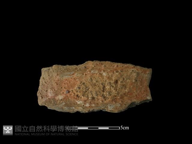 陶片藏品圖，第1張