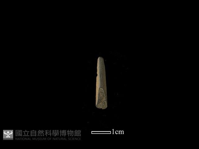 矛鏃形器藏品圖，第1張