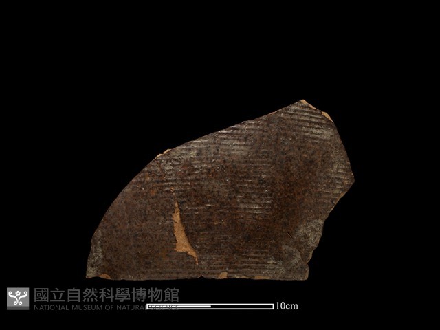 陶片藏品圖，第2張
