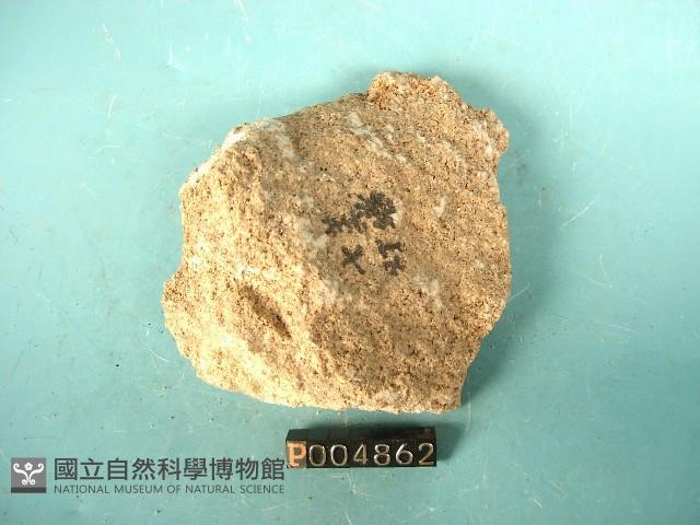 殼灰岩藏品圖，第4張