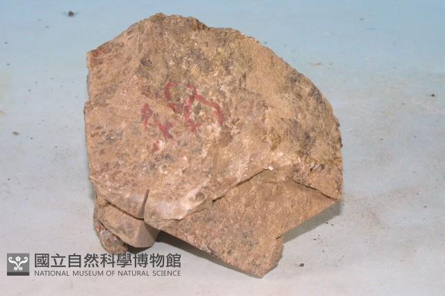矽質岩藏品圖，第3張