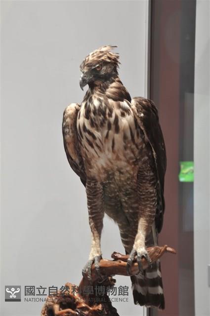 Hodgson'S Hawk Eagle Collection Image