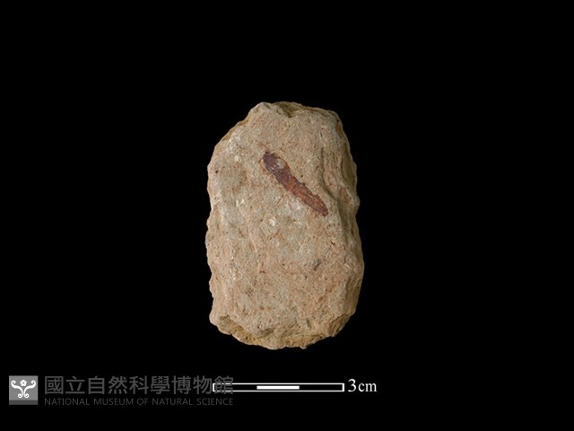 斧鋤形器藏品圖，第1張