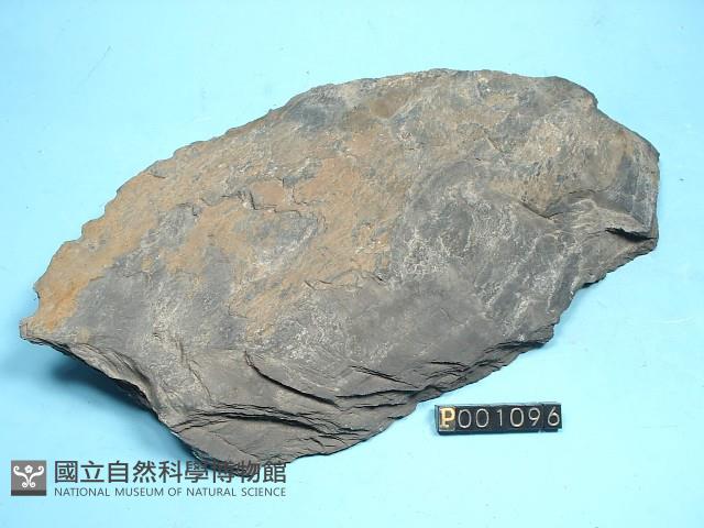 頁岩藏品圖，第5張